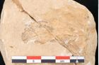 Foto (Detailansicht) von Plantae indet.  (NHMW-GEO-2024-0188-11496)